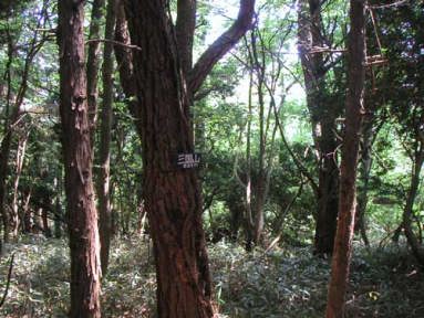 �����x�i�O���R�j